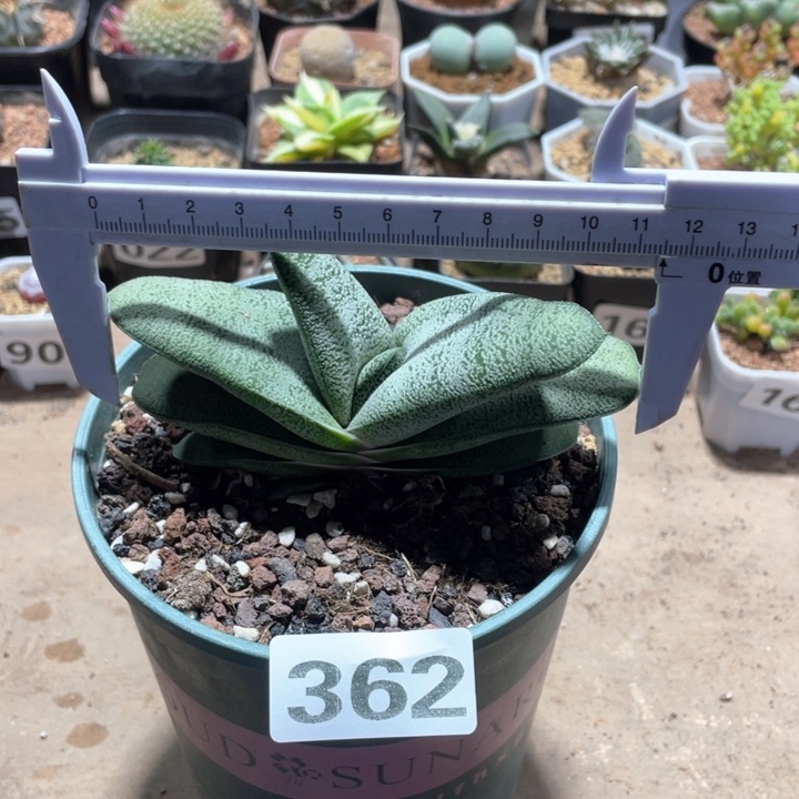 珍**颗362白肌厚叶卧牛