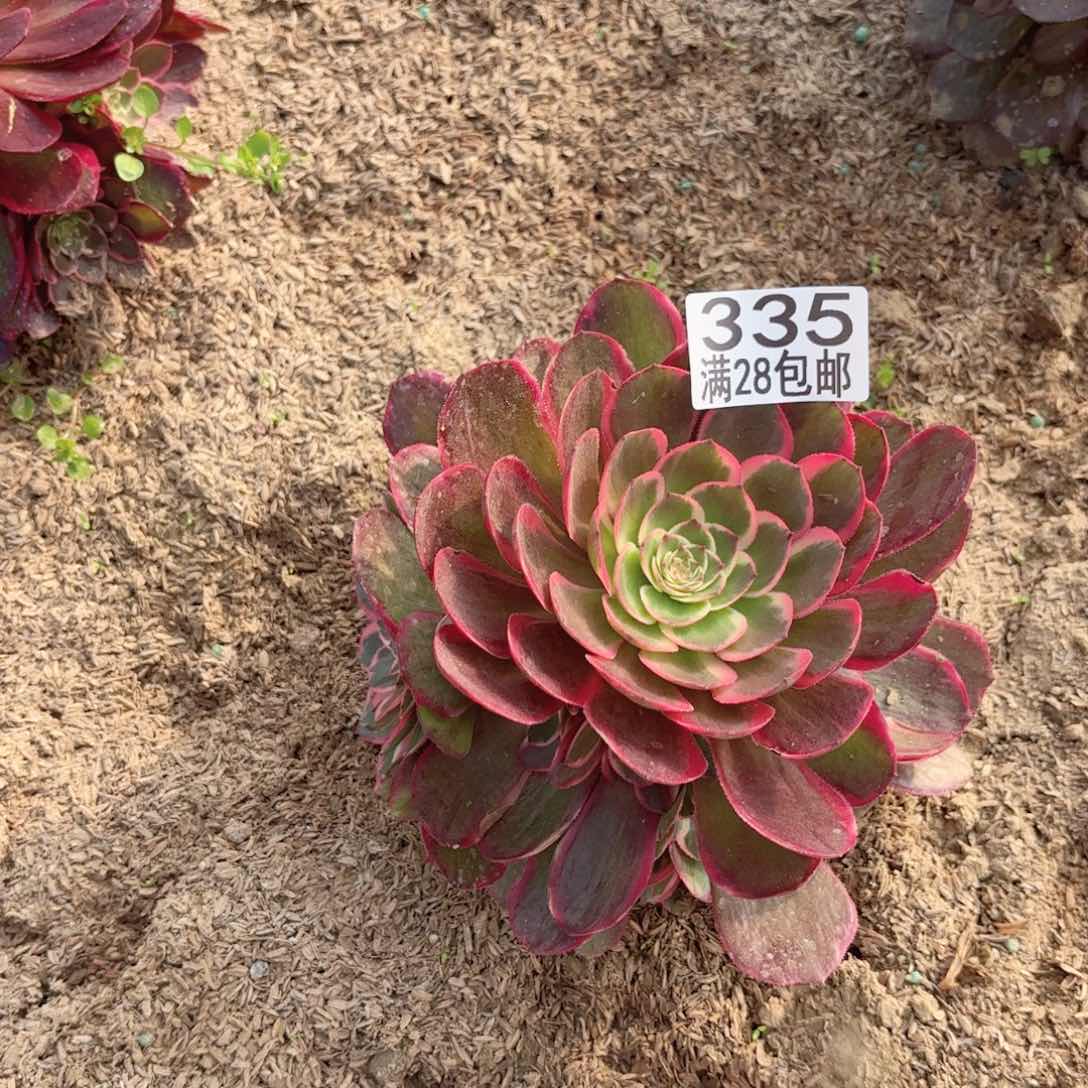 R. 335粉花妖多肉11111