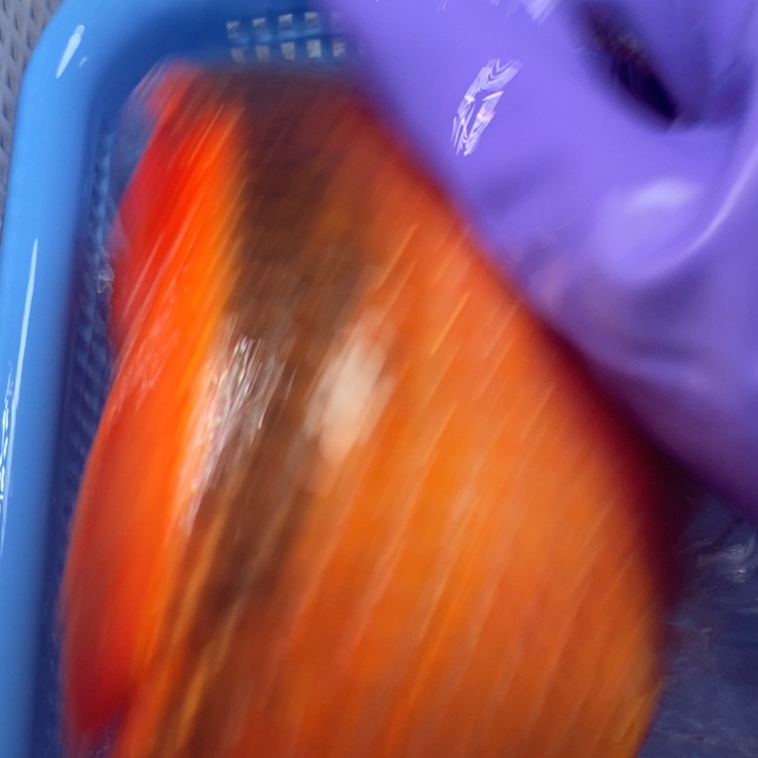 锦鲤冷水锦鲤包邮