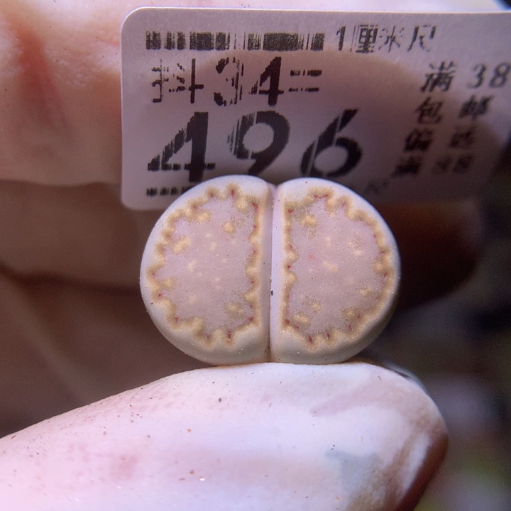精品生石花34.496