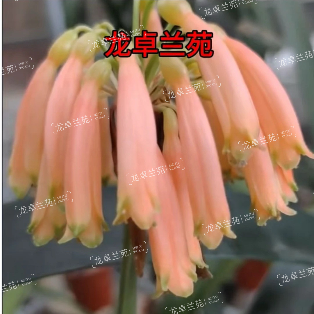 粉有茎君子兰垂花大花