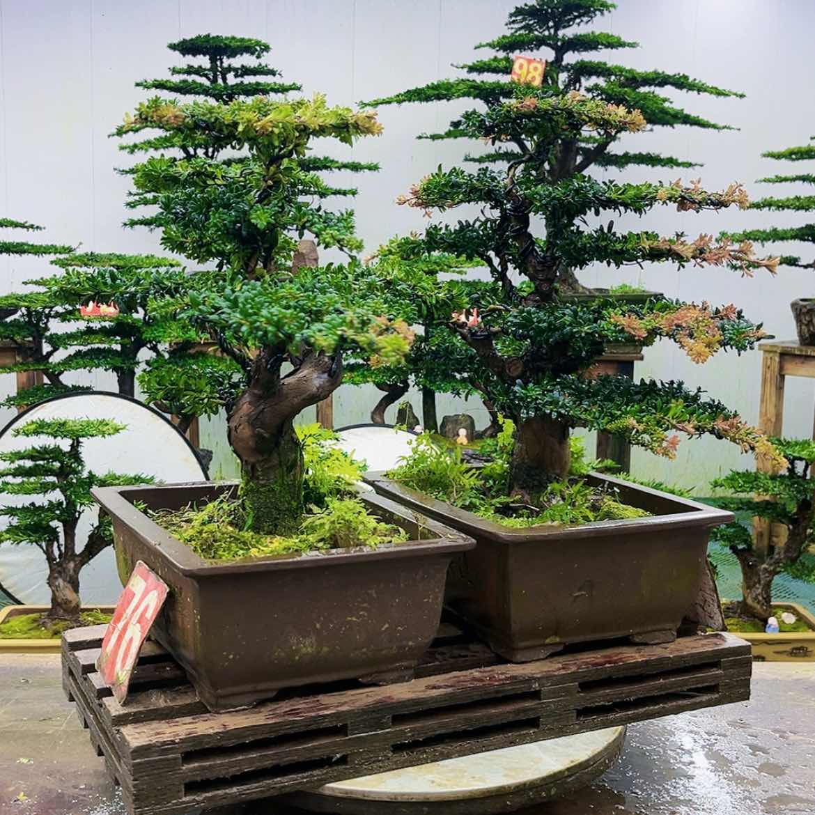 【闪购商品】无花朵