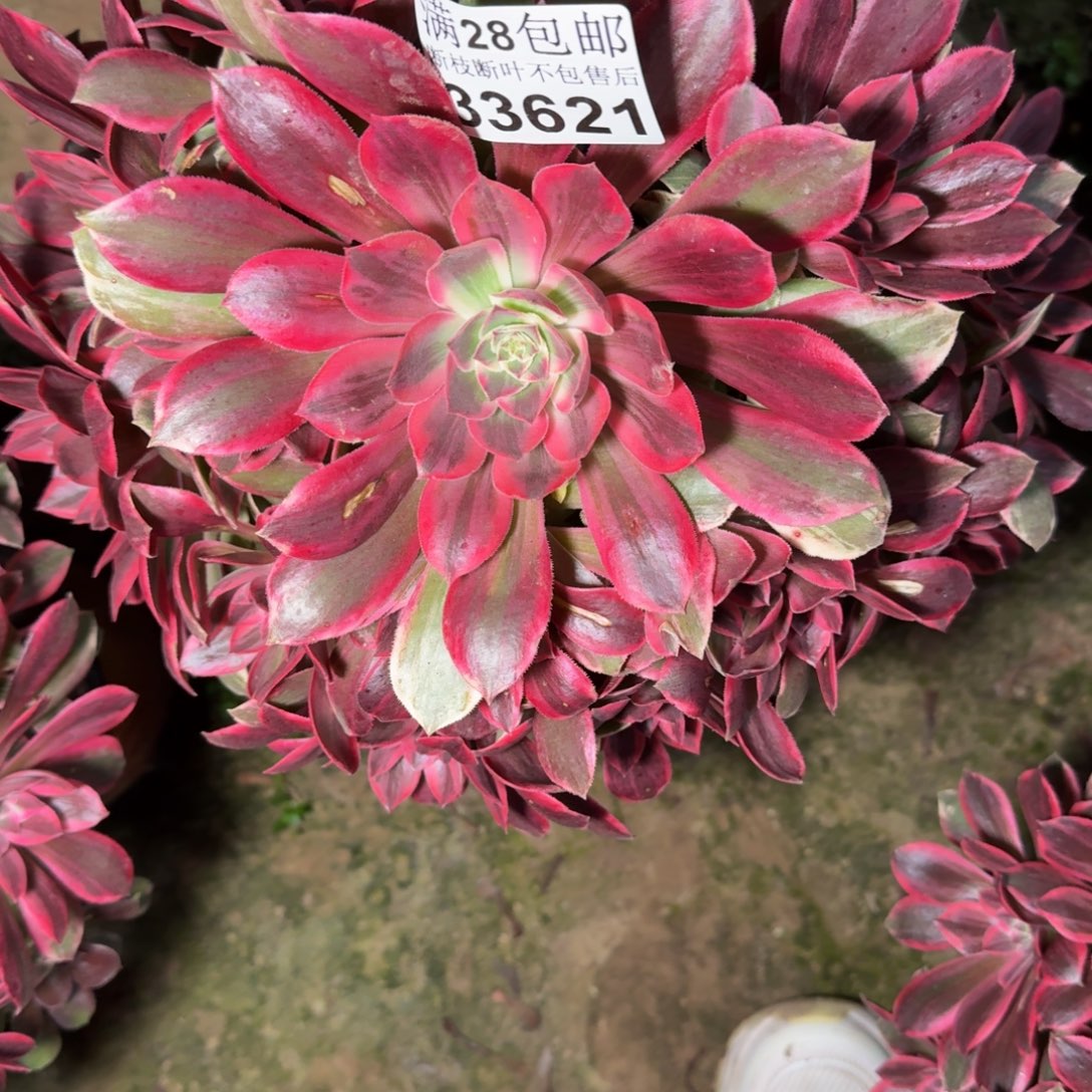 33621浣纱多肉植物