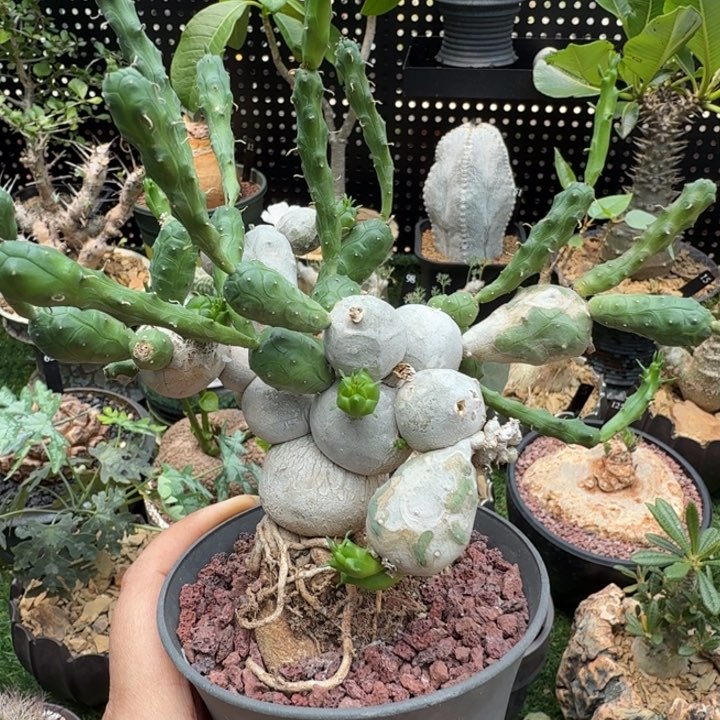 鱼鳞宝大戟3103 仙人球