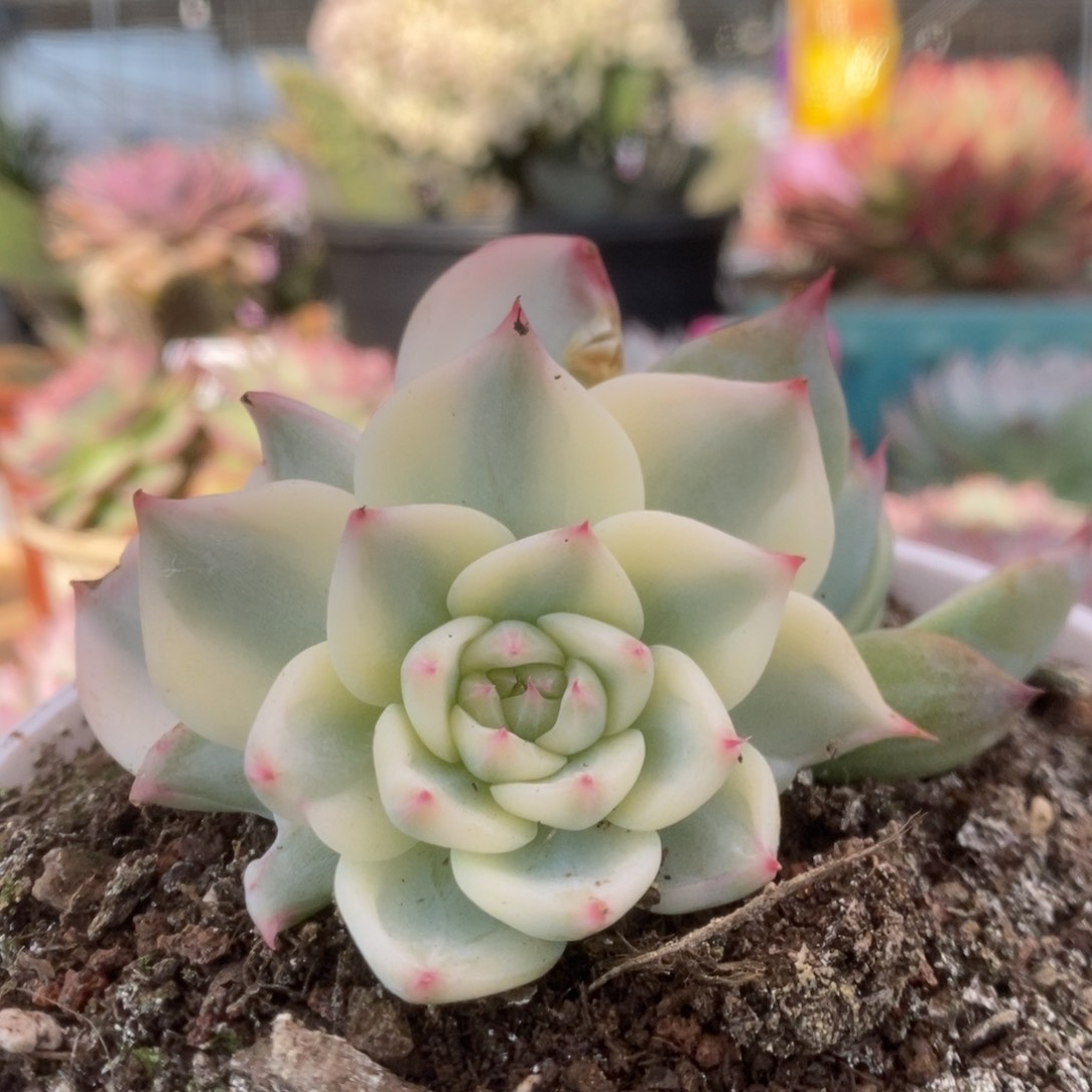 ✨*019吉娃娃锦L寄养