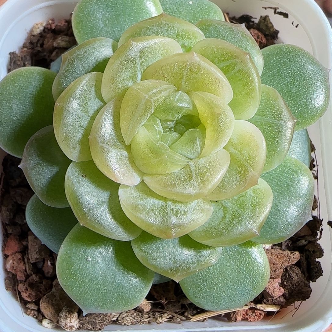 多肉1221-54无尽灯