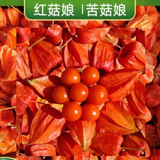 东北新鲜红菇娘果 苦菇娘顺丰快递