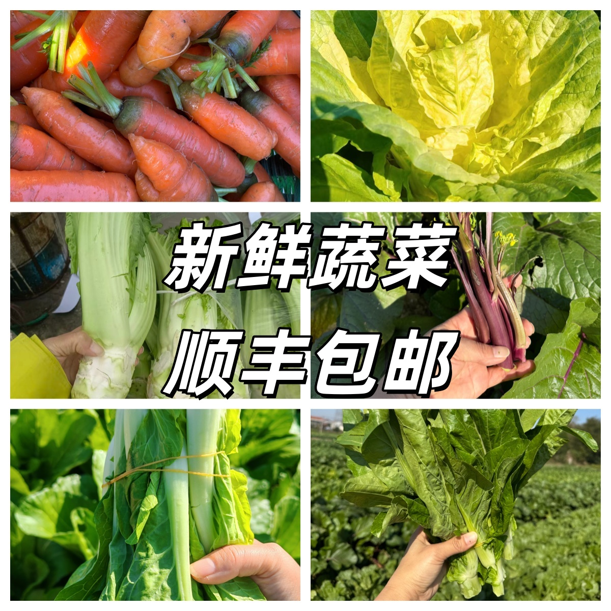 农家自种新鲜蔬菜 现摘现发时令蔬菜农家菜火锅涮菜顺丰包邮