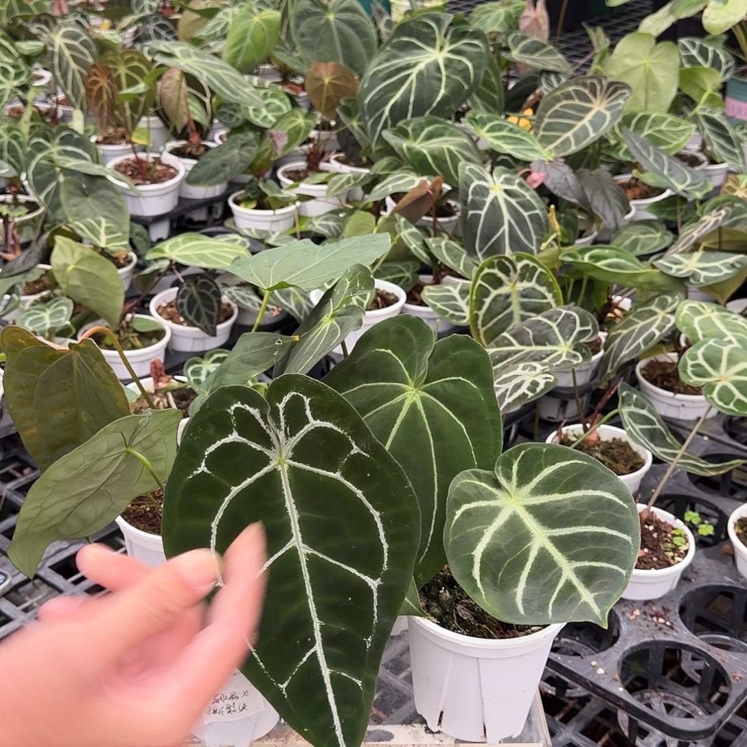 完全开放C04无售后