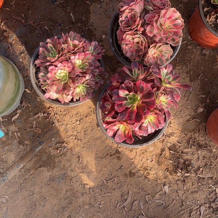 小粉女巫加小美杜莎加小红彤白