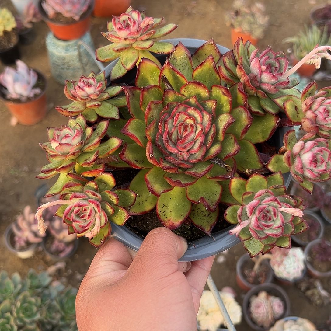 多肉植物保利安娜