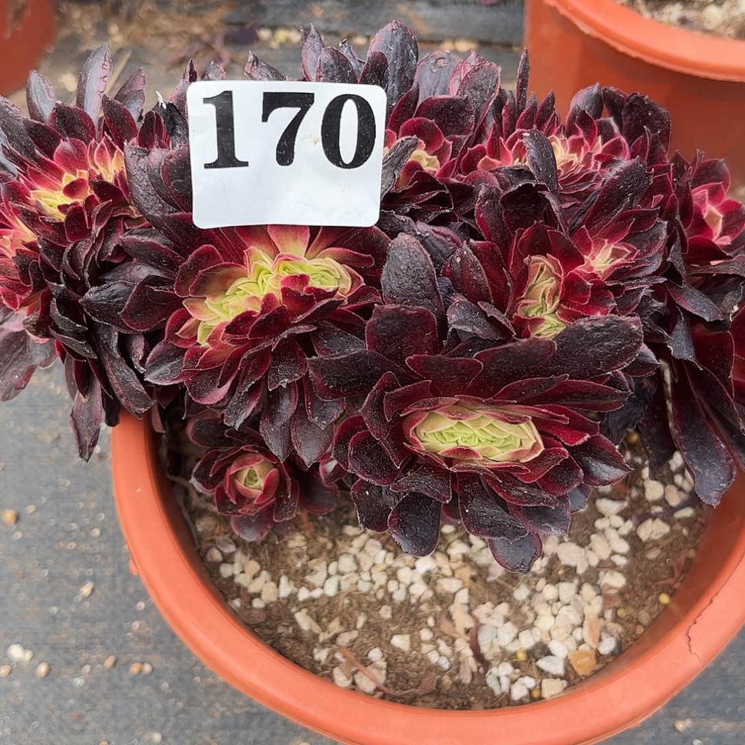 昌*美杜莎多肉植物170