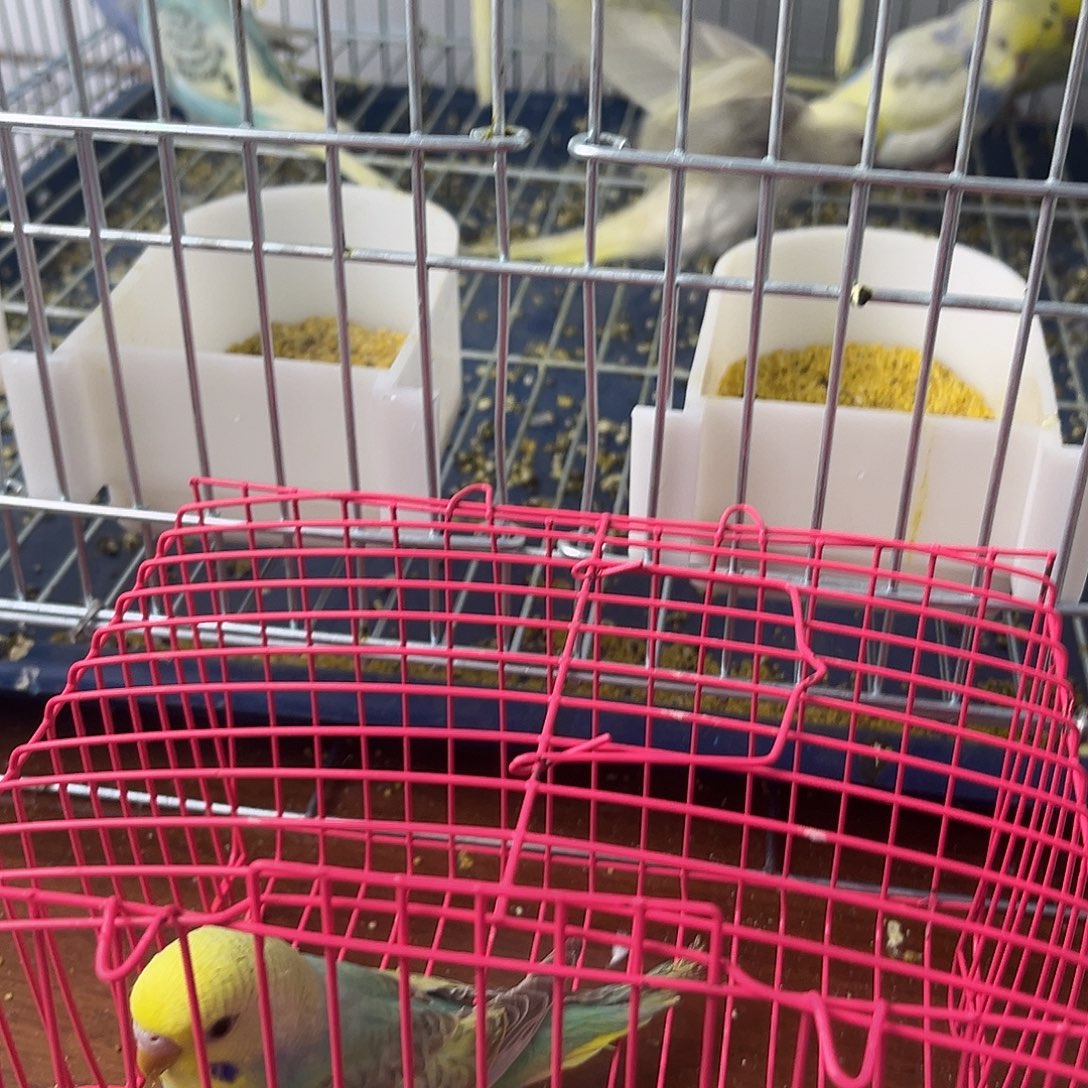 虎皮鹦鹉金彩鹦鹉