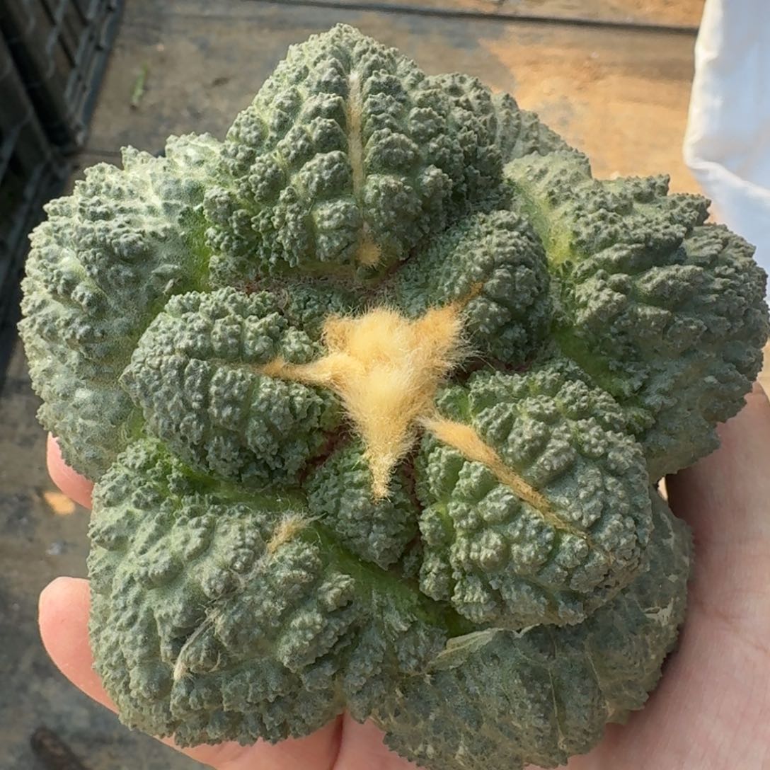 【闪购商品】十一公分大尤哥斯拉落地晾好发货