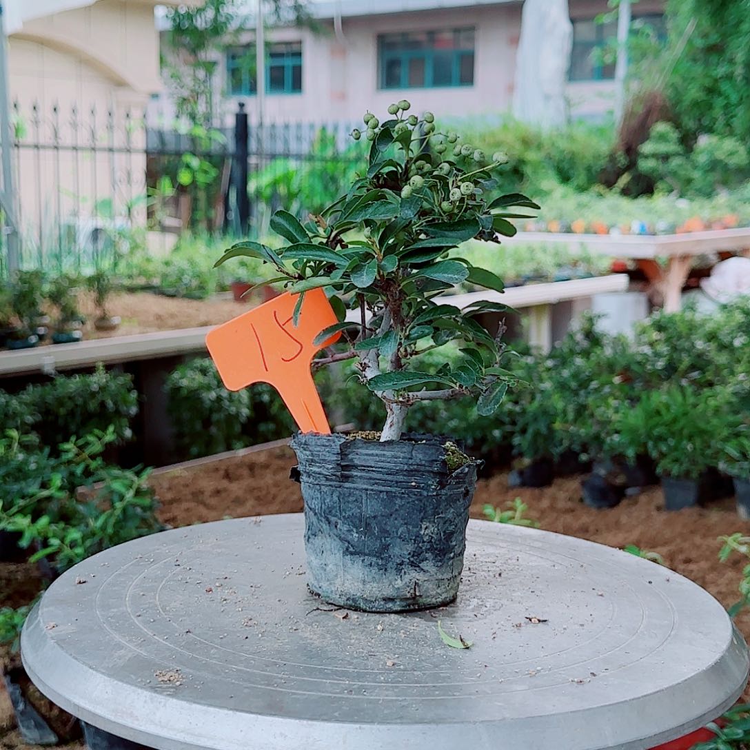 茶***犮无花朵火棘吉祥果素材桩