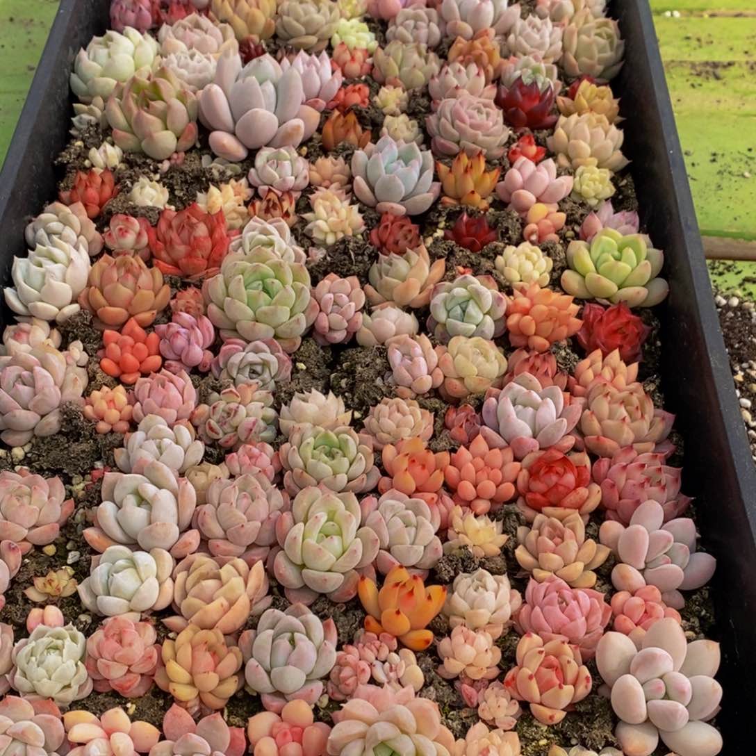 125多肉植物保护研究所所长助理研究员和