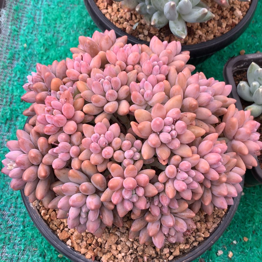 多肉植物一物一拍