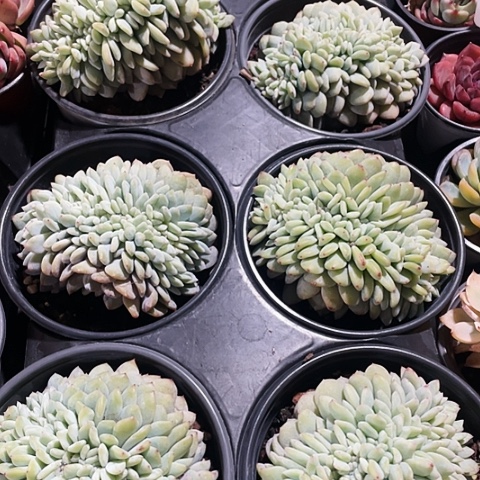 橙梦露缀化45一盆8888