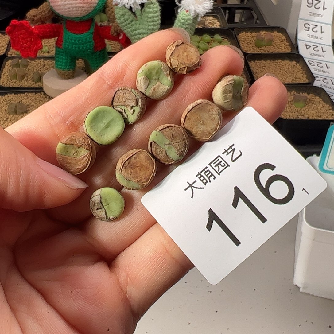 0000116 一物一拍。