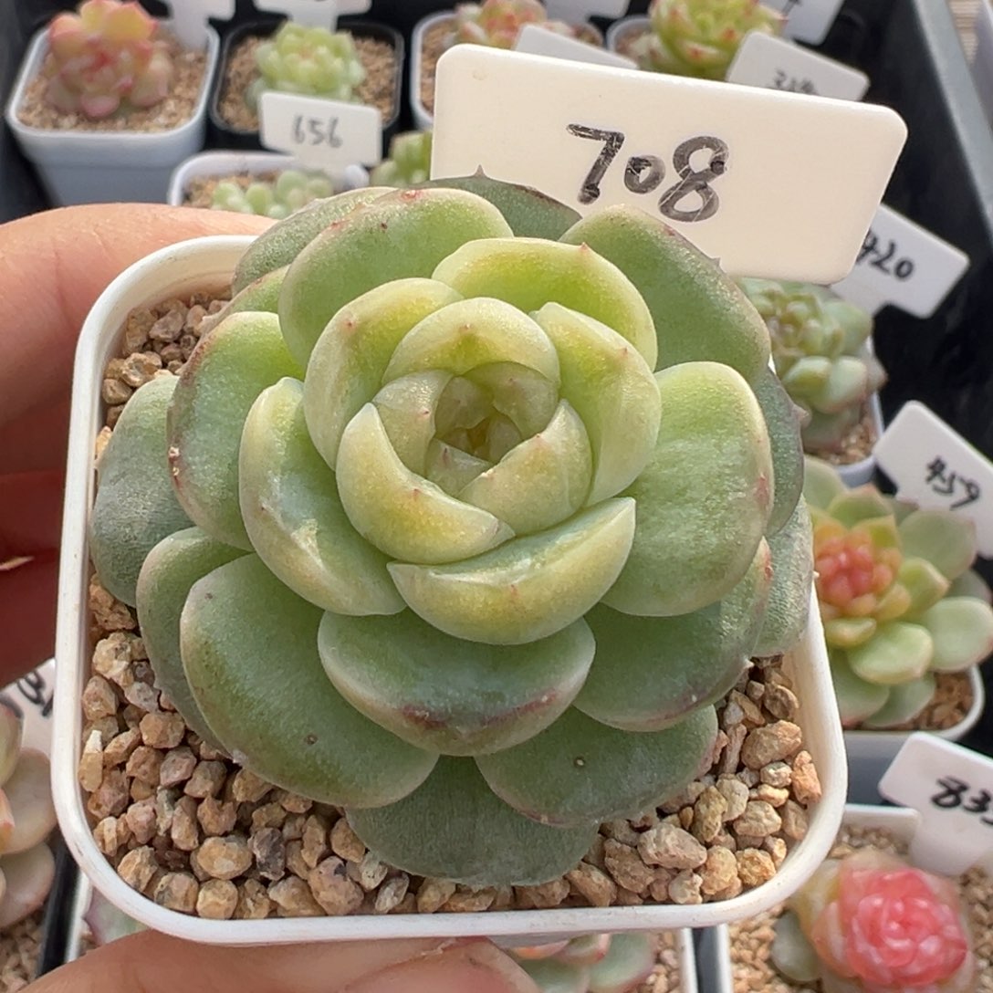 708号风花雪月系列流光