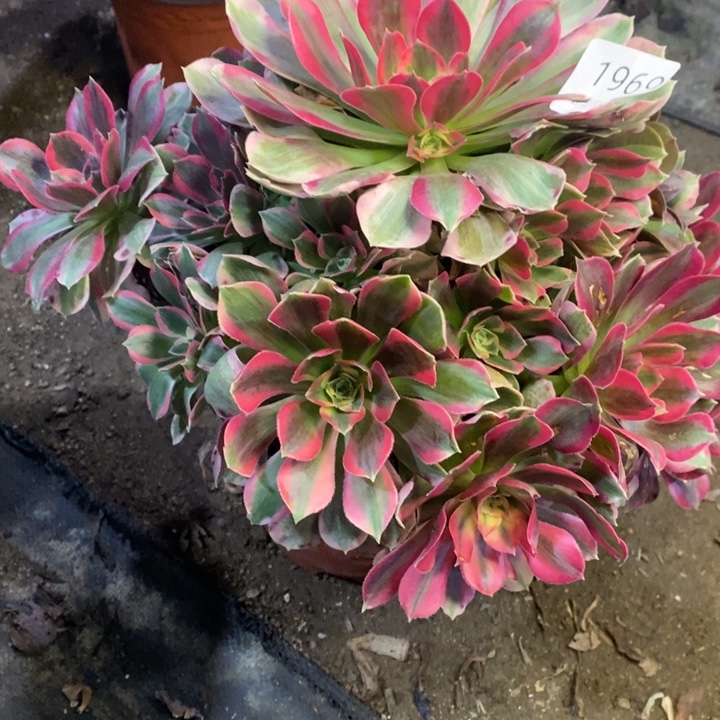 妖月多肉断头不包1969