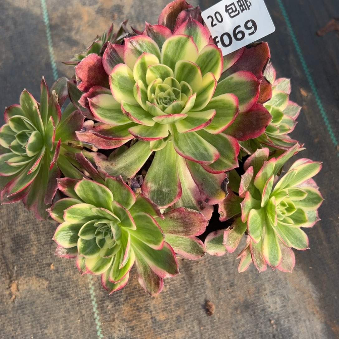 069粉体海王，满20包邮嘟叮熊