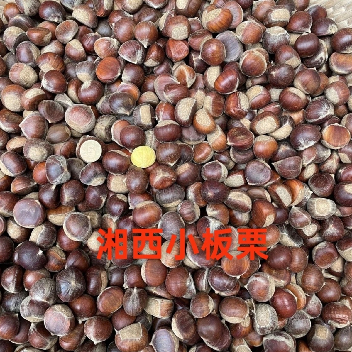 老品种～湖南湘西本地板栗