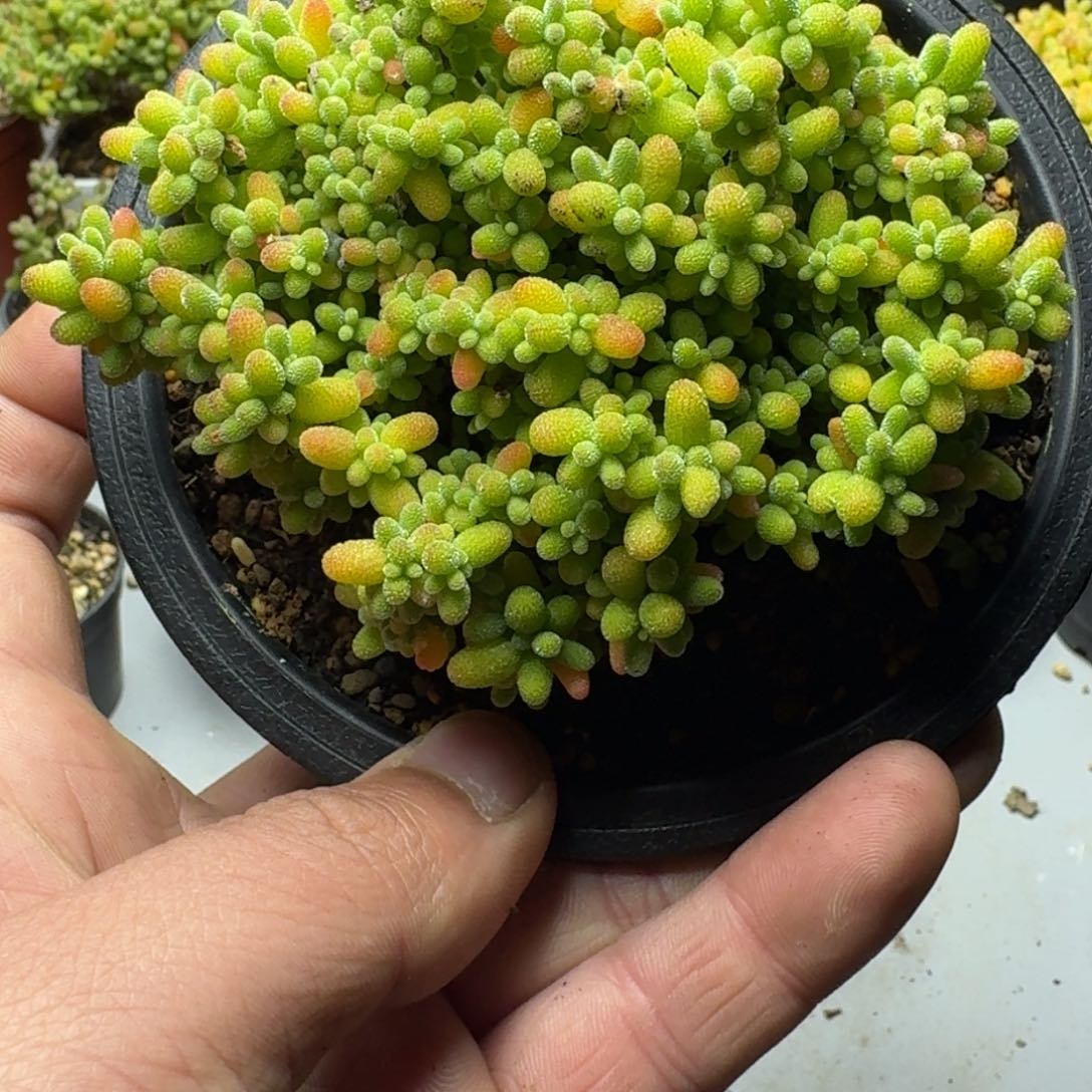 梦****有蜜橘 多肉植物枝干