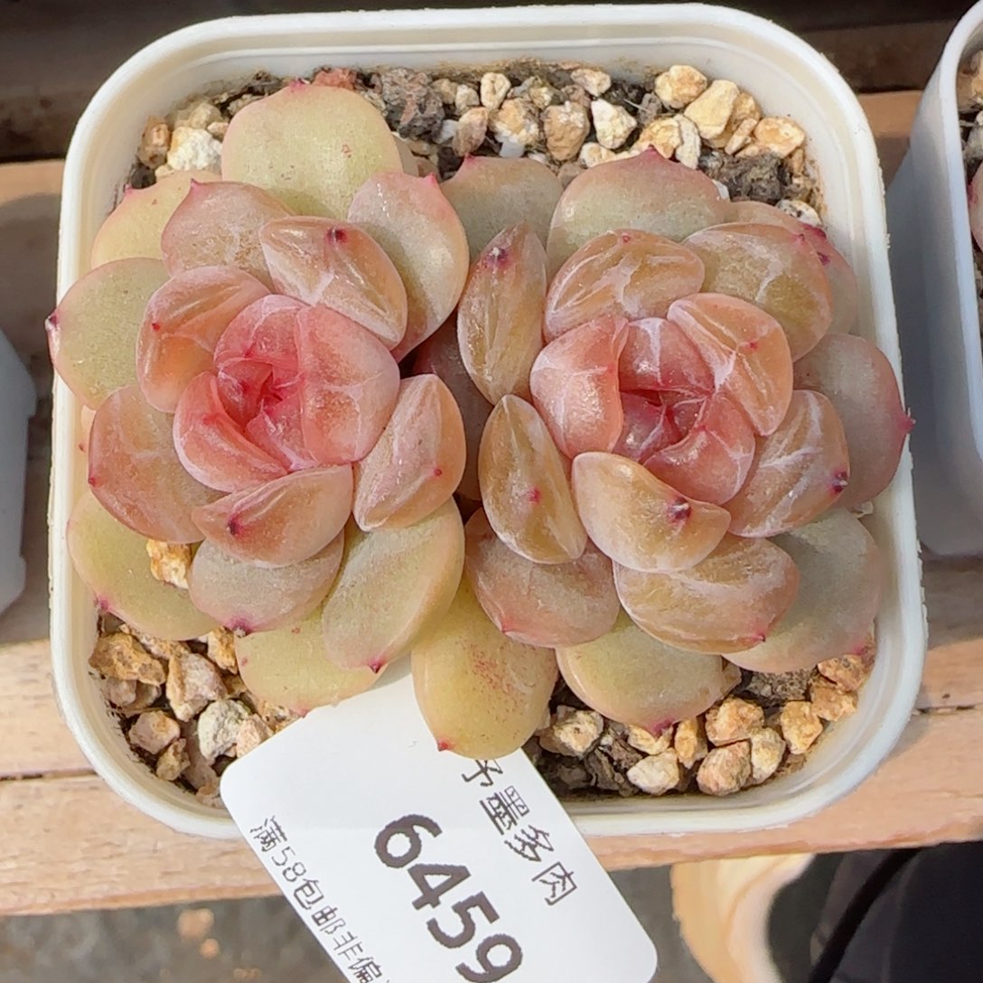红恋，6459多肉植物