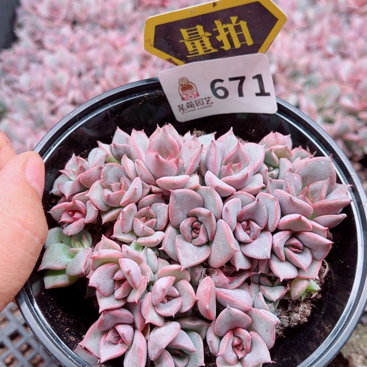 多肉植物多肉植物