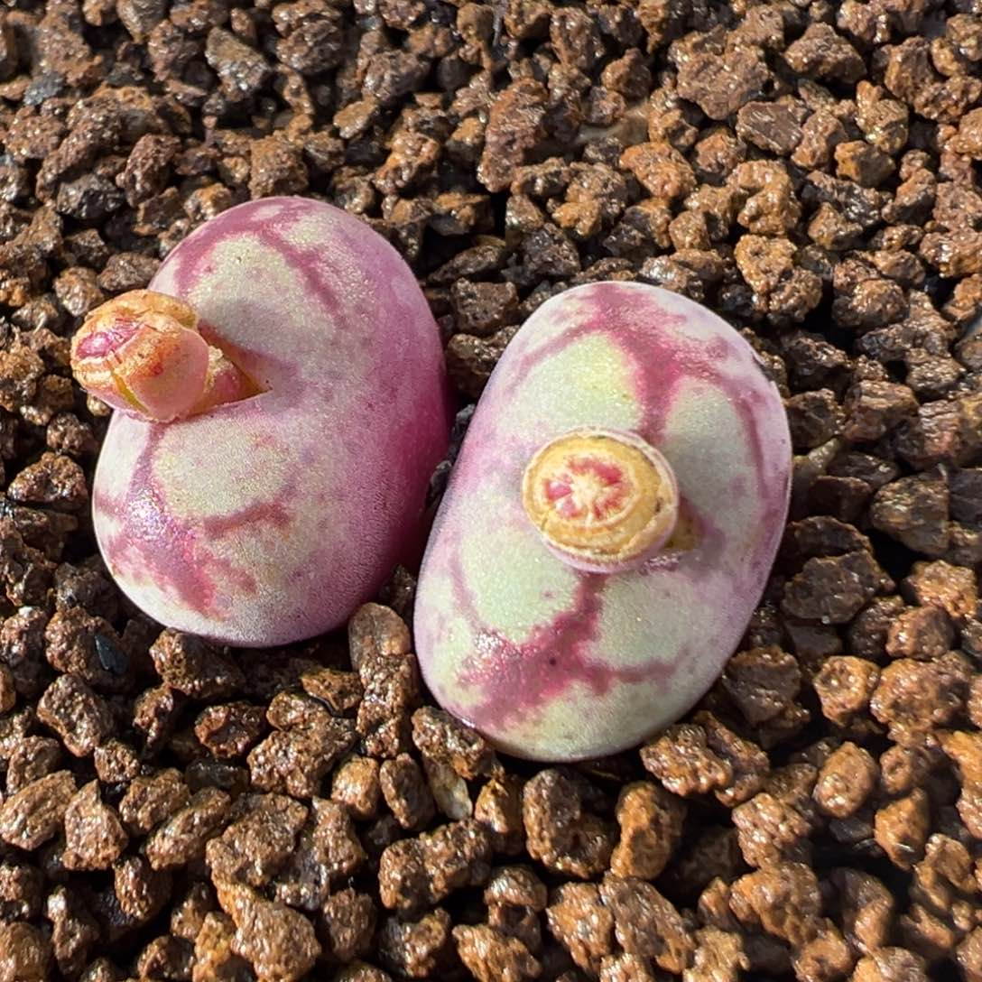 64多肉植物八重亘姬