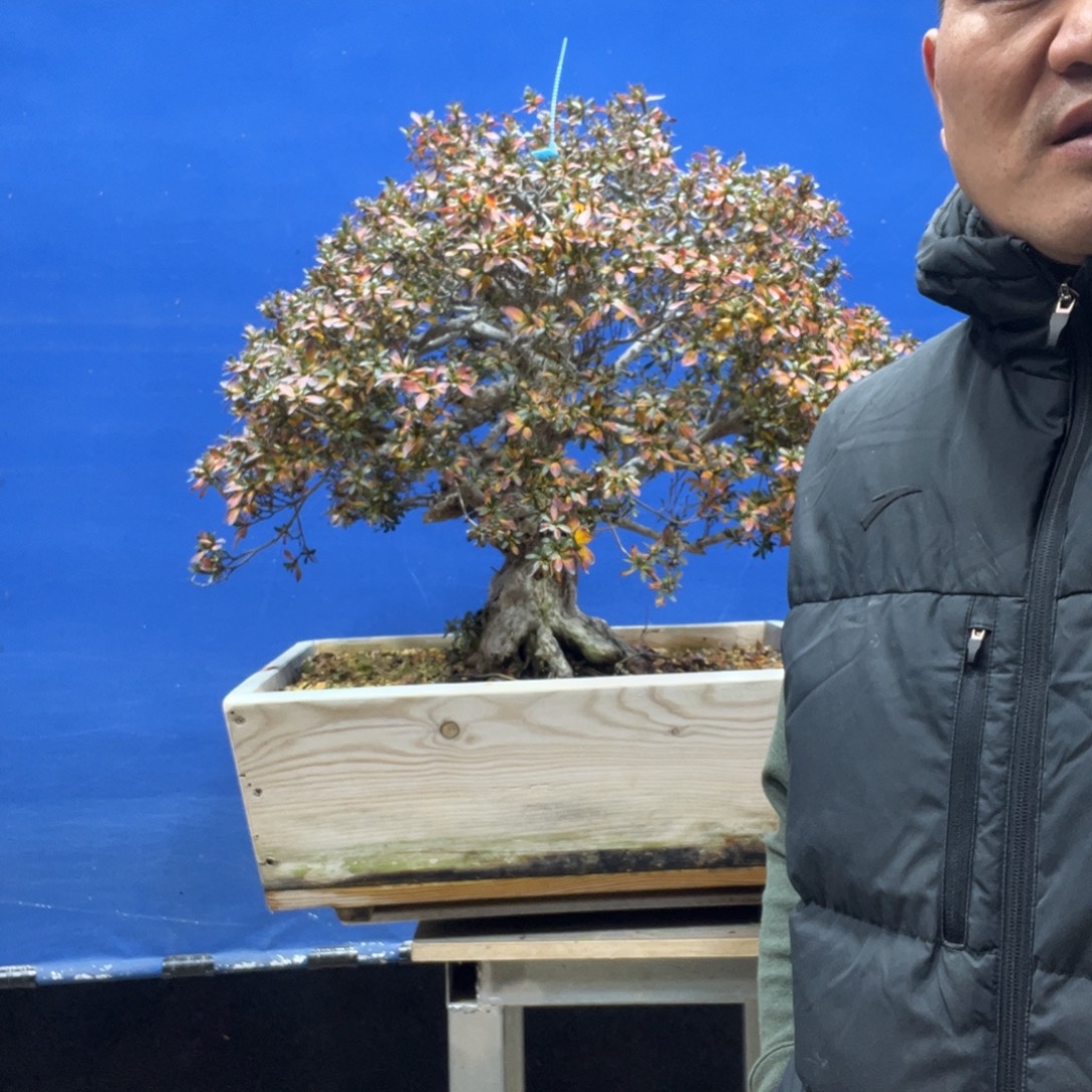 无花朵8888877777777