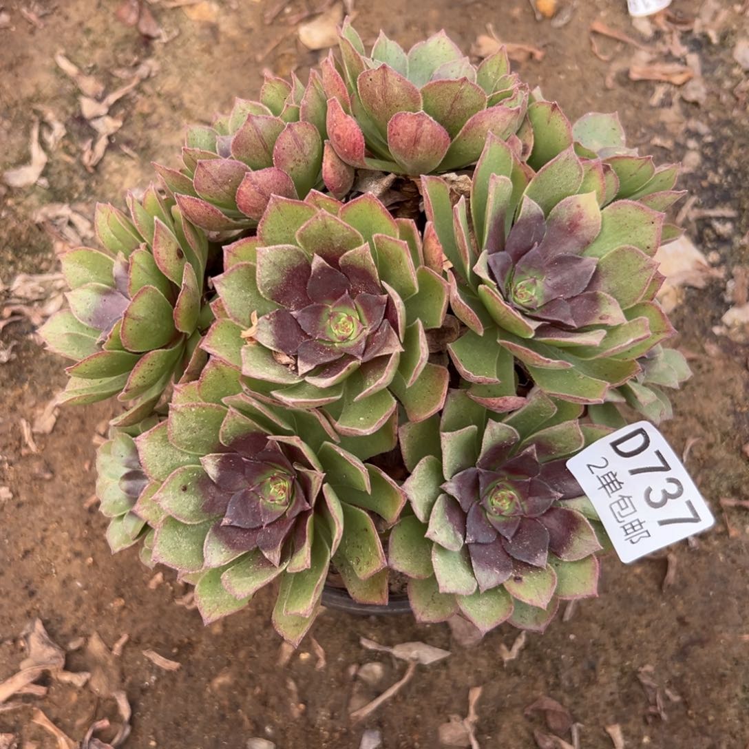 737多肉  桃花石不包断头