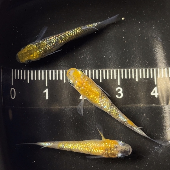 青鳉鱼月神3条，11号，满15包邮，可叠单