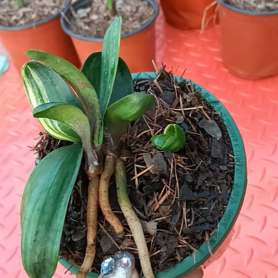 开**好特色花卉君子兰小苗君