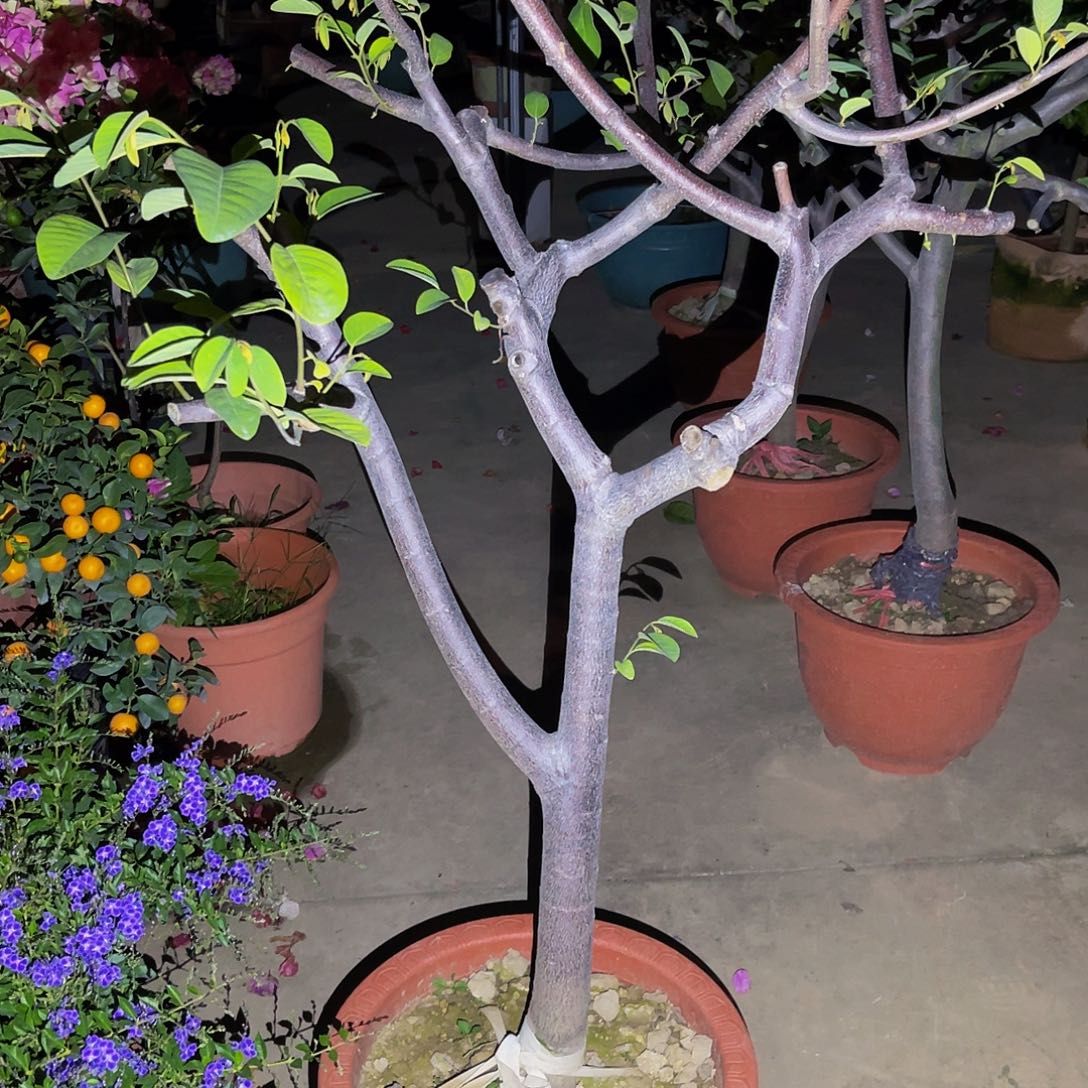 胡***须完全开放果树果树11111