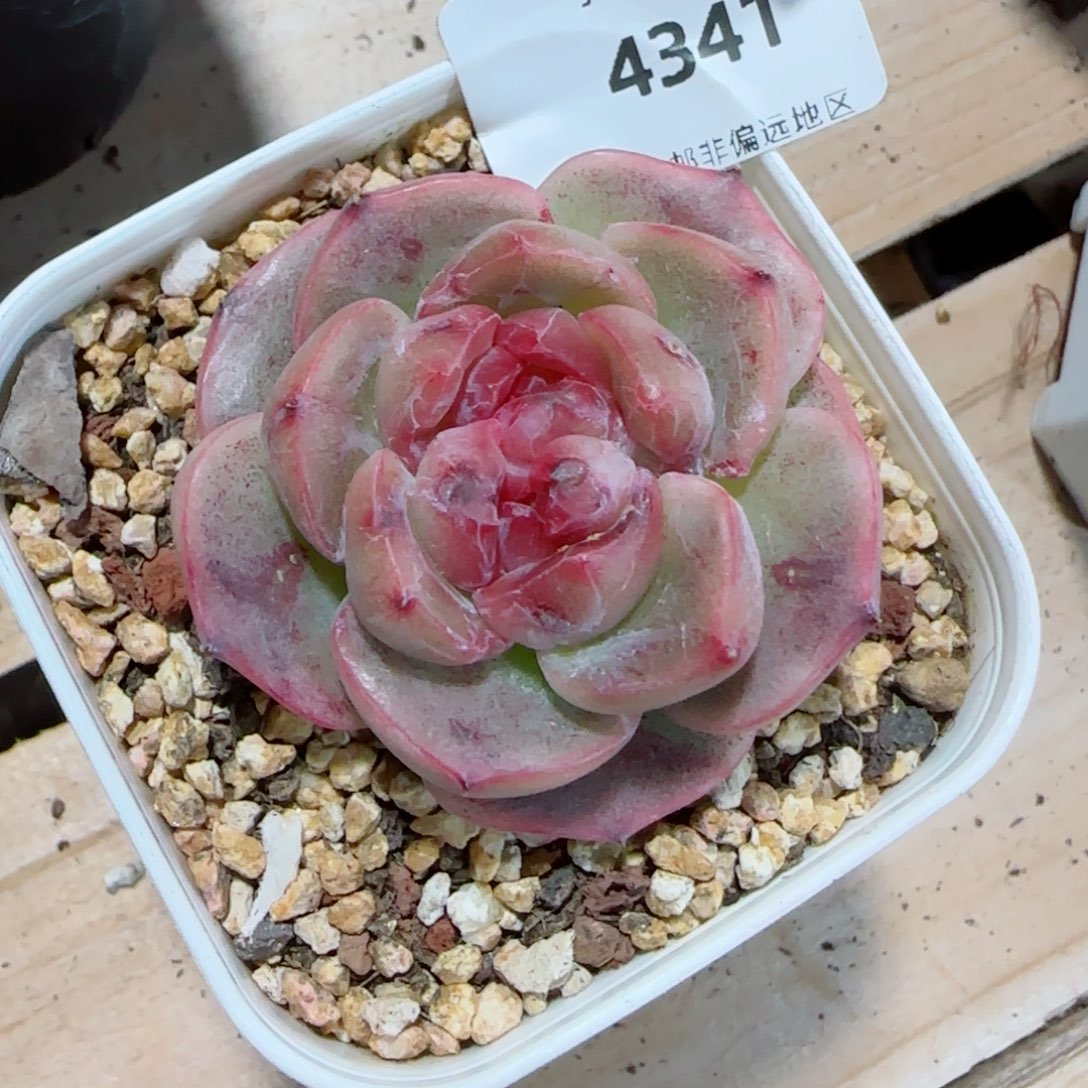 新珍妮，4341多肉植物