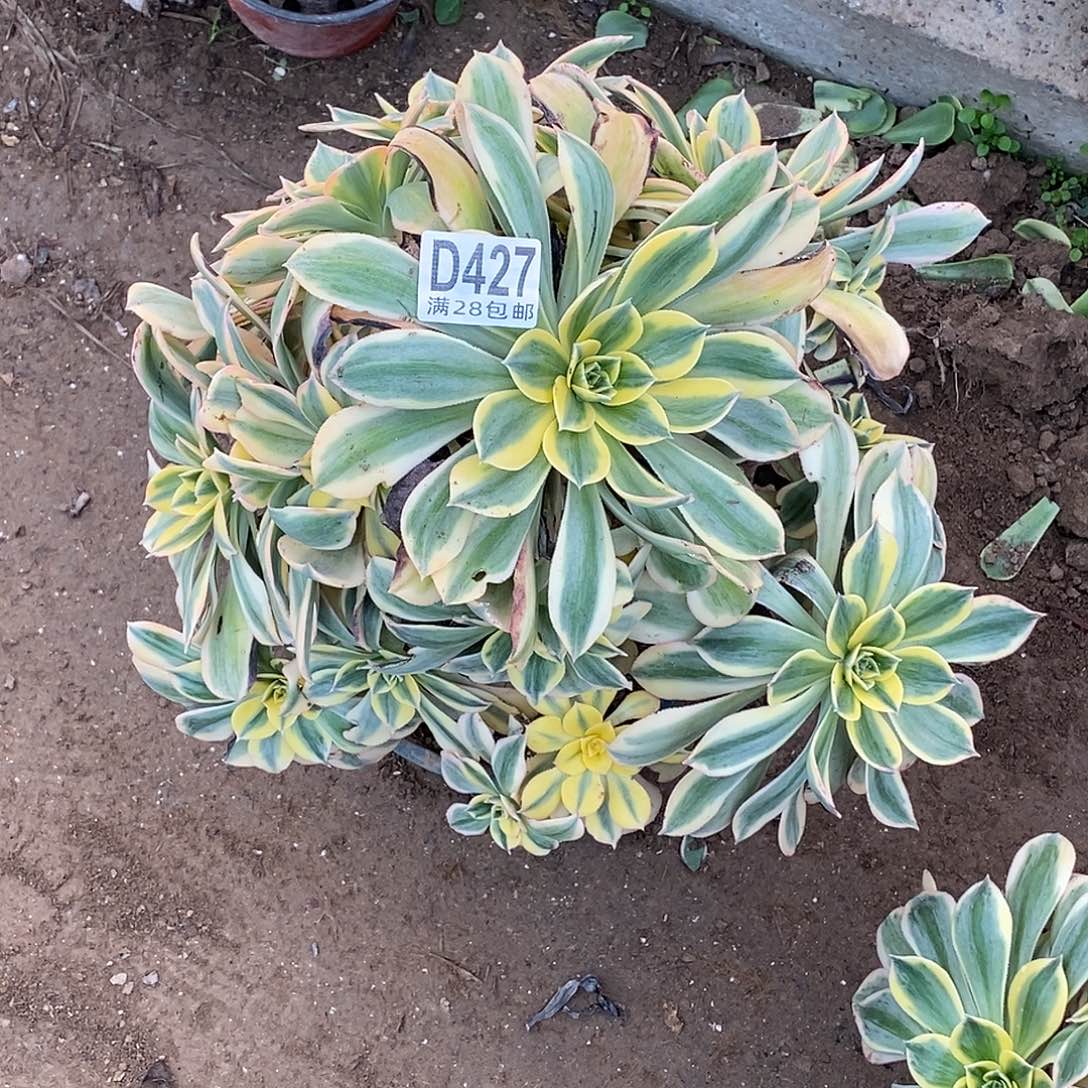 用***9427 多肉植物不包断枝包邮