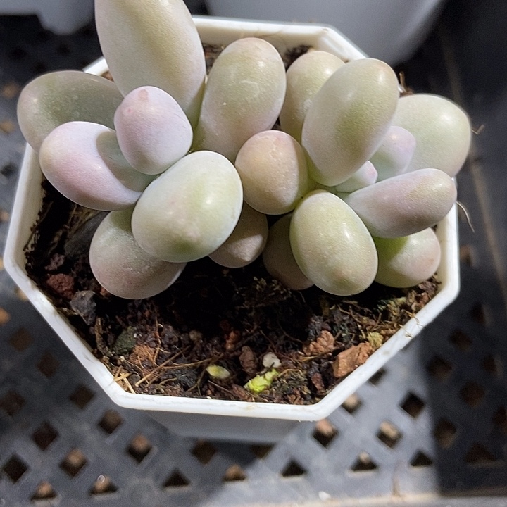 多肉酱蛋黄奶501多肉