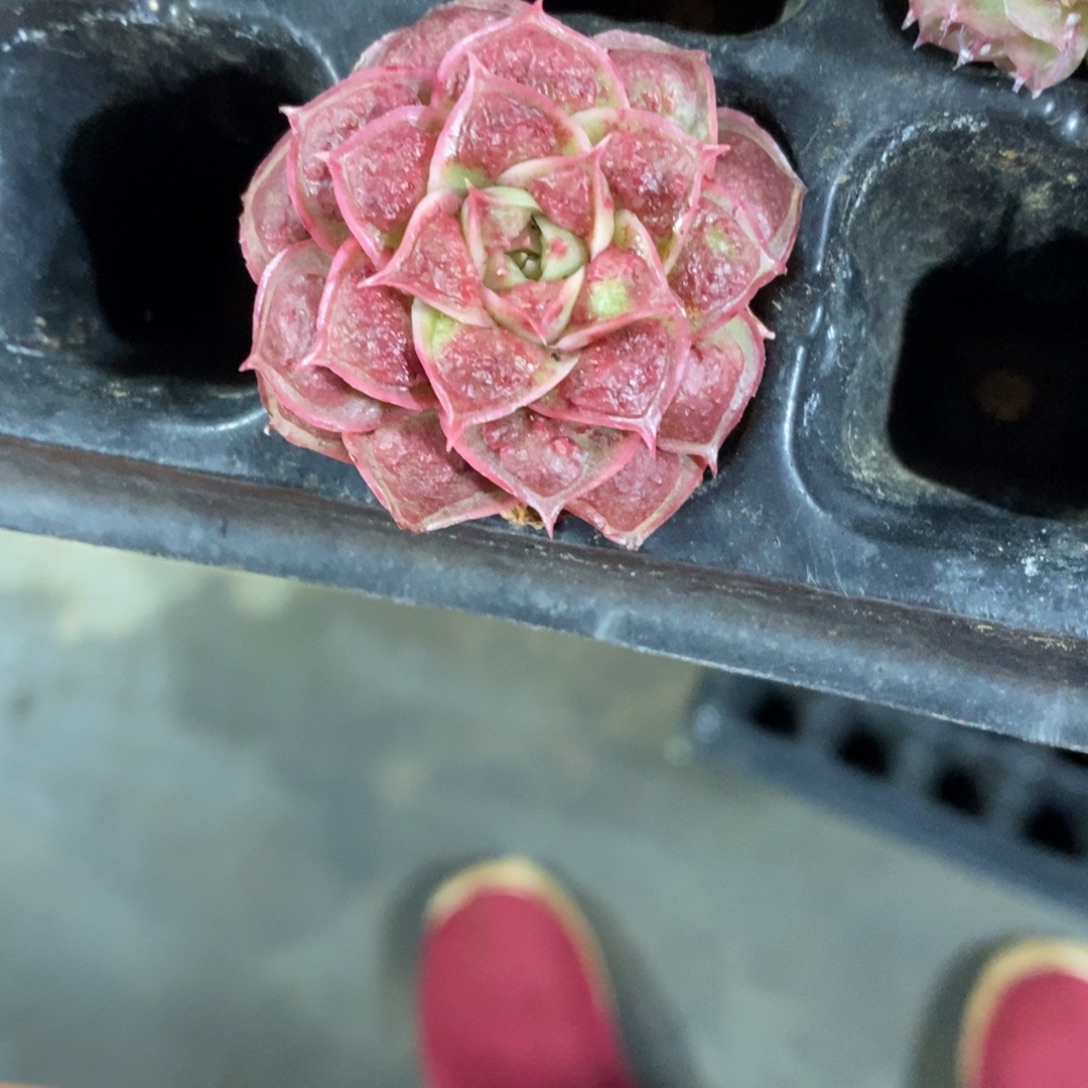 精品多肉物一拍不包整362