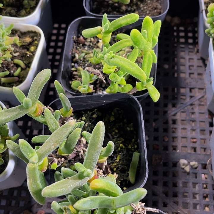 兔子枝干带盆土发