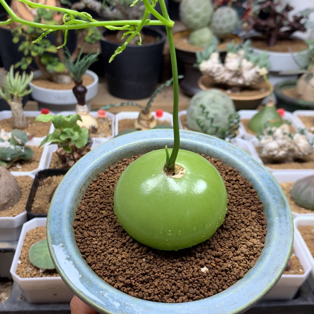 大苍角殿多肉脱土5.4cm