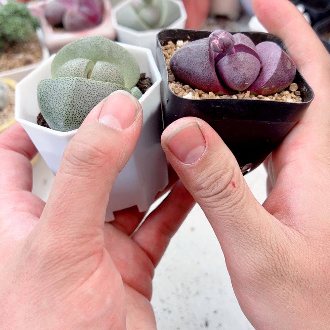 紫元宝带花苞多肉植物1111