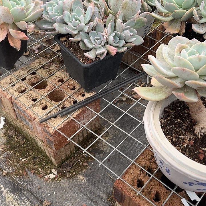 无**心742白凤脱土发货不退不换