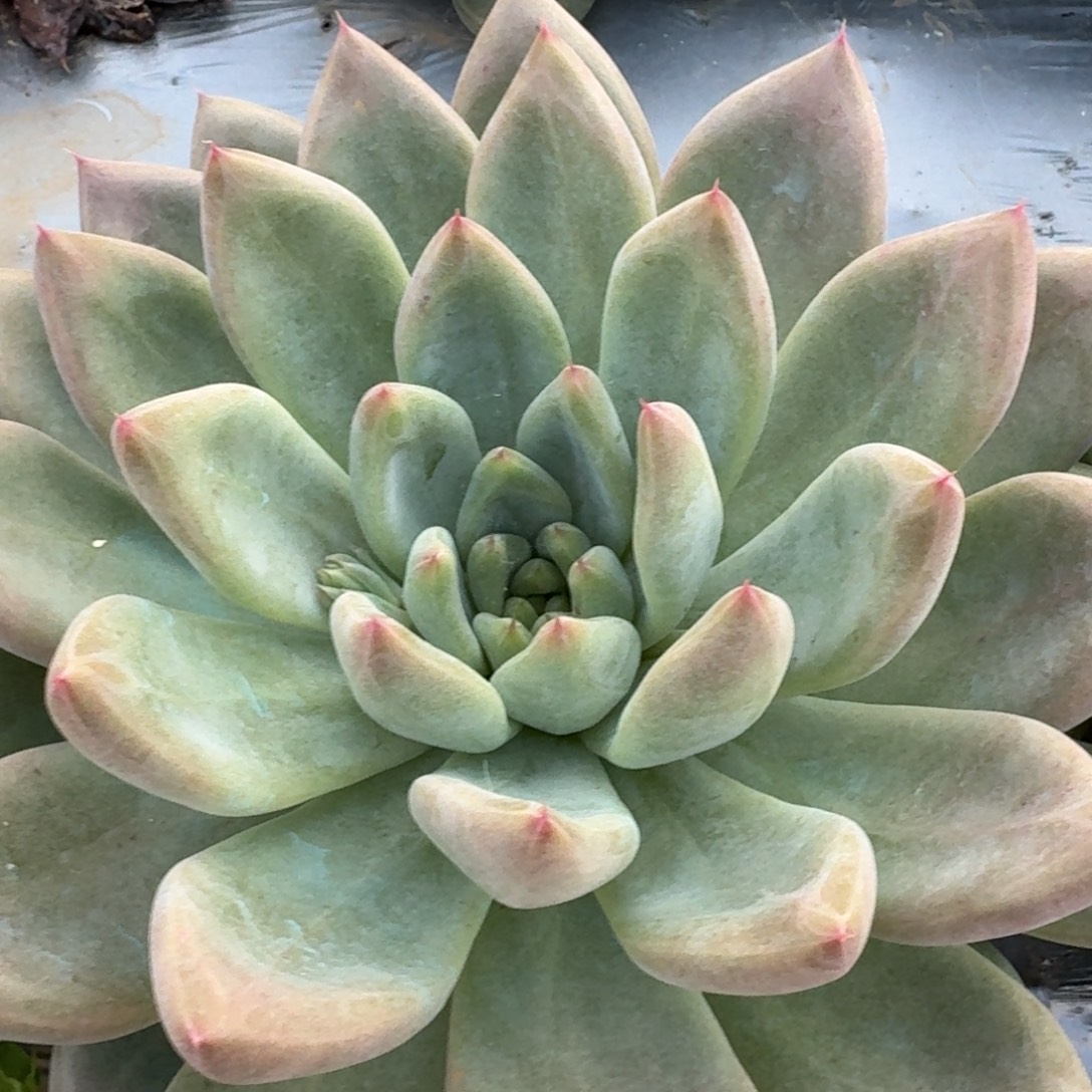 大婚戒一颗量拍发货