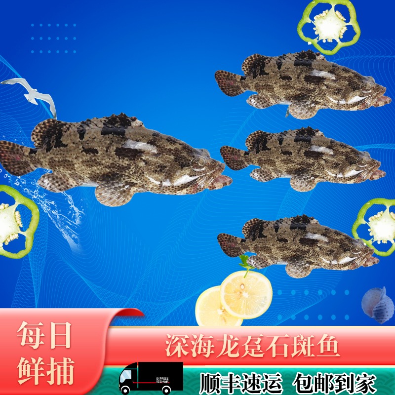 【四条石斑】2斤龙胆石斑鱼*1+0.7斤石斑鱼*3生鲜水产海鲜速冻共4斤