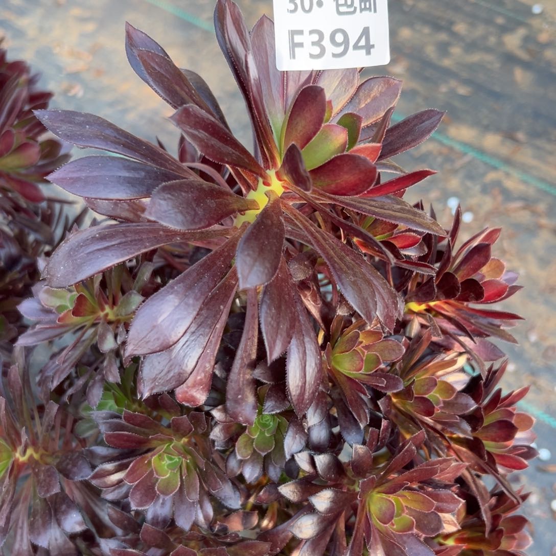 十*394黑发多肉法师