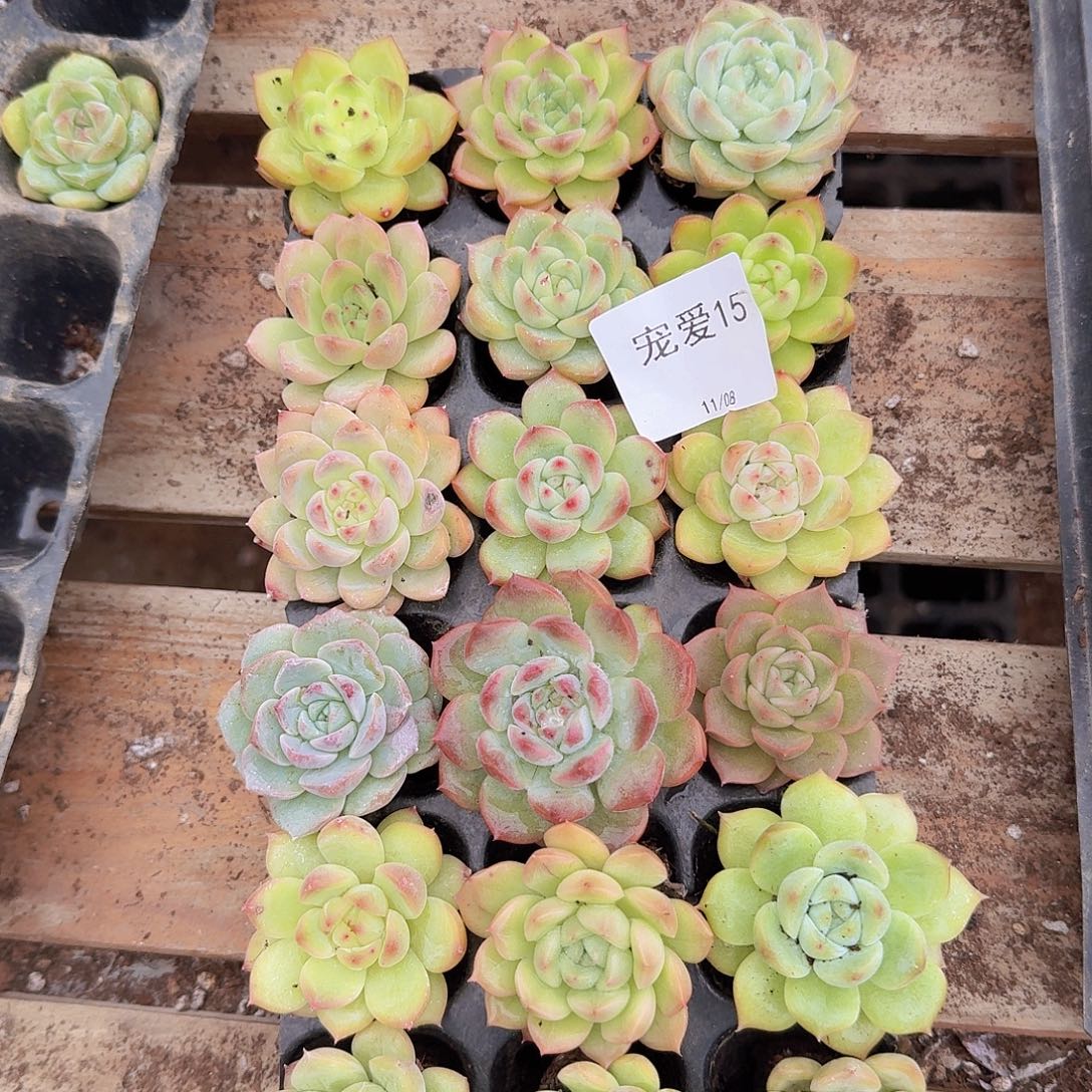 上午直播一物一拍15