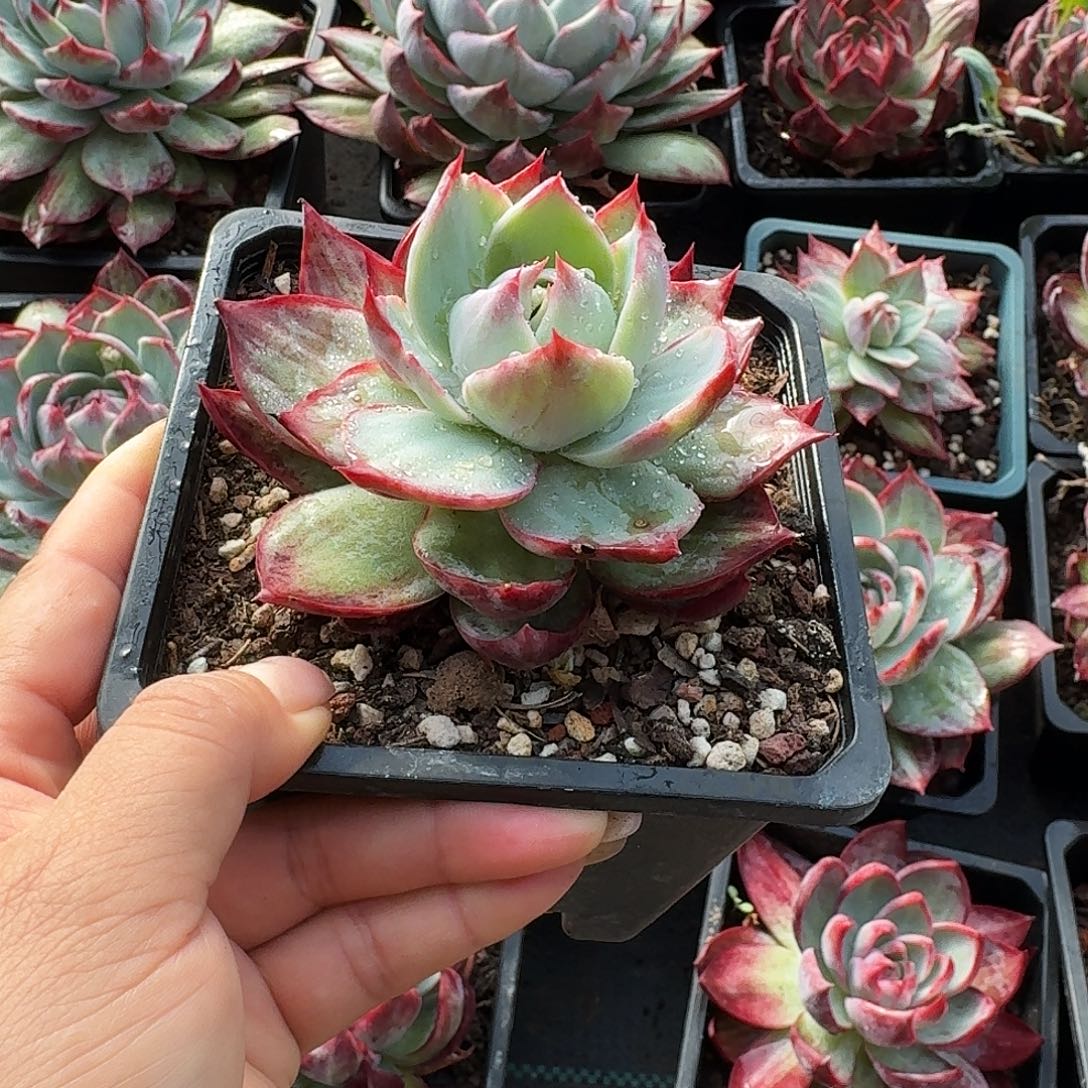 惊鸿惊鸿惊鸿拉丝 8 厘米左右