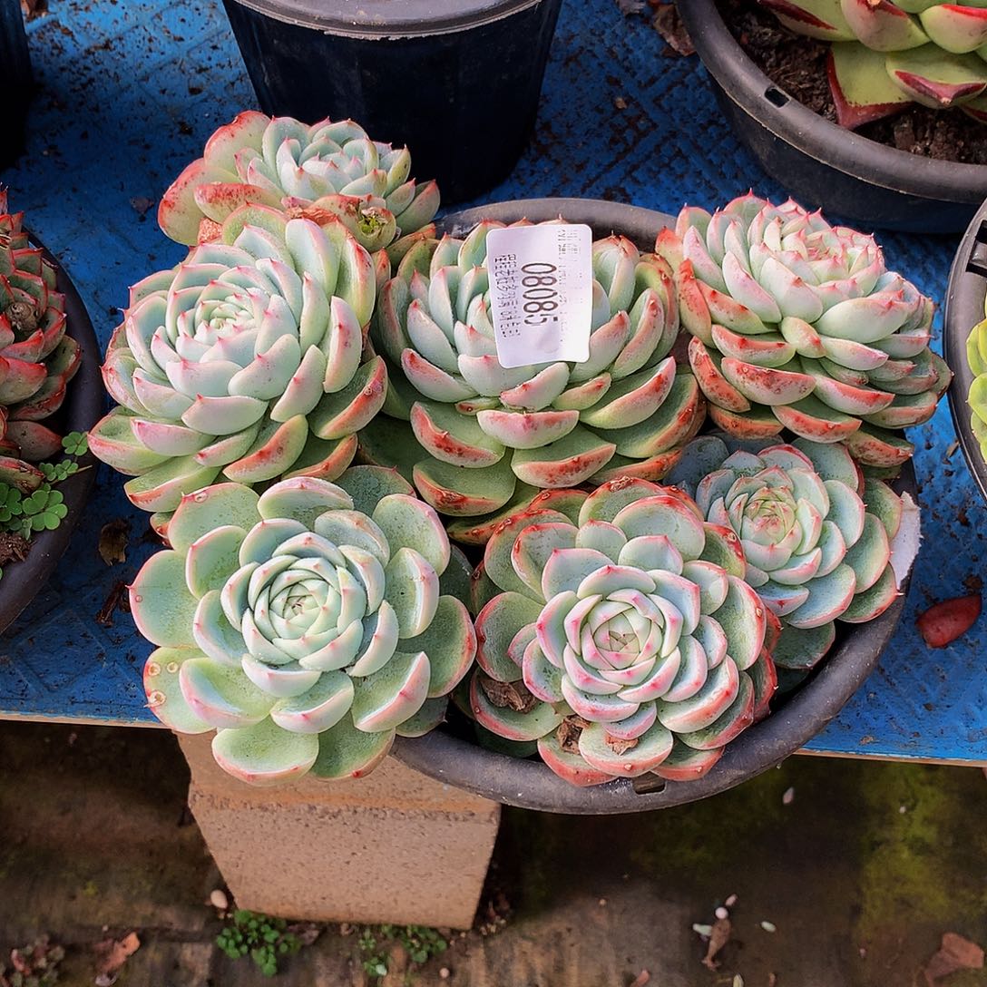 波****       侧影多肉08085